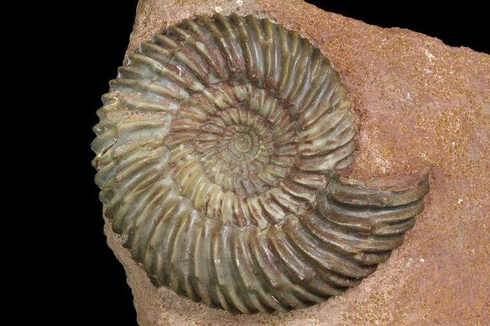 Parkinsonia Ammonite - Sengenthal, Germany #92452